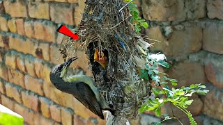 A baby in a sunbirds nest BirdsofNature107 [upl. by Aztin]