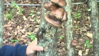 How to Harvest Shiitake Mushrooms [upl. by Ahsika]