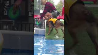 Redpath Waterfront Festival Dog Dock Diving [upl. by Lanrev333]