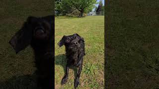 Dachshund Yorkie patiently waiting for me to throw the ball shorts dachshund pets cutedog dogs [upl. by Cale]