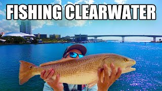 Fishing Clearwater Florida For Spring Time MONSTERS [upl. by Aneel]