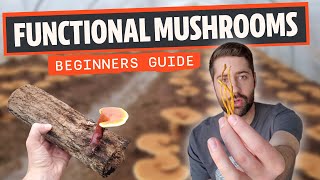 Functional Mushrooms Ultimate Beginners Guide [upl. by Sudnor]