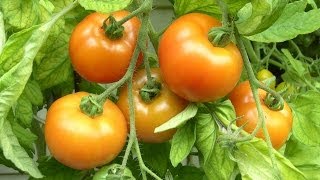 Tomaten ganz leicht selber anbauen [upl. by Linea488]