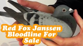 Red Fox Janssen Racing Pigeon Bloodline For Sale In M And C Pigeons Auction [upl. by Anileve]