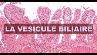 LA VESICULE BILIAIRE  HISTOLOGIE [upl. by Nohsreg]