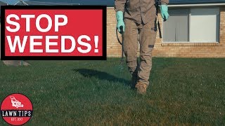 Stopping Weeds in Your Lawn [upl. by Anyel]