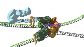 Replication fork coupling [upl. by Alyakcim]