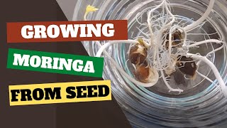 How to Grow Moringa from Seed A Complete Guide [upl. by Anauqat]