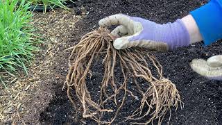 Planting Asparagus [upl. by Notwal]