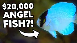 20000 Angel Fish Bred in Captivity Fincasters [upl. by Aisad]