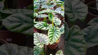 Alocasia Sinuata Dicas e Cuidados [upl. by Ehcor]