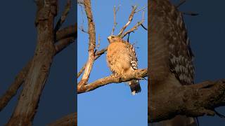 Redshouldered Hawk🐦Two Point Landing redshoulderedhawk [upl. by Hirst]