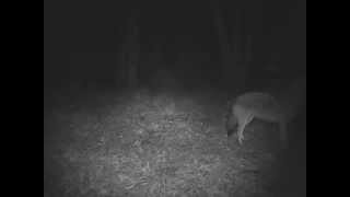 The yiphowl of the coywolves in the Eastern Townships [upl. by Lleuqar]