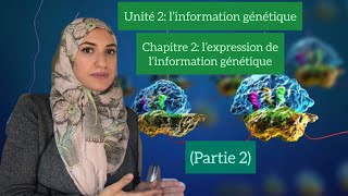 Unité 2chapitre 2l’expression de l’information génétique la transcription Partie 2 [upl. by Morrell300]