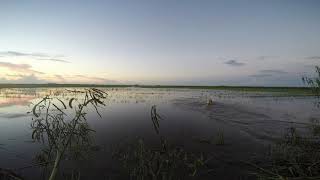 Duck hunting Gueydan Louisiana [upl. by Otho]