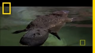 Platypus Parts  National Geographic [upl. by Loesceke814]