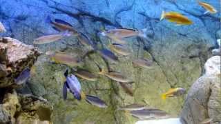 Cyprichromis Leptosoma jumbo kitumba Cichlid AquariumTanganyika Cichlids [upl. by Harle]