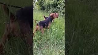 Working Lakeland Terriers in the UK [upl. by Nelrsa]