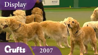 Southern Golden Retriever Display Team performs at Crufts 2007  Crufts Classics [upl. by Vitoria924]