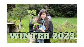 WINTER MONTHS in north island  New Zealand Permaculture homestead Tried amp failed and successes [upl. by Imoan]