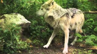 Beyond the Howl How to listen to Mexican gray wolves at the Stone Zoo [upl. by Yelsha]