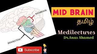 Mid brain explained in tamil [upl. by Gerardo]