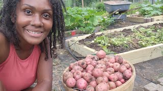 56 Pounds of Organically Grown Potatoes 🥔 [upl. by Wadlinger]