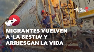 El regreso de “La Bestia” Migrantes arriesgan la vida en el tren [upl. by Sabir]