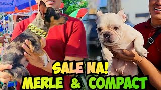 FRENCHIES amp BICHON FRISE SALE SA BOCAUE PET TIANGGEAN [upl. by Eiaj110]