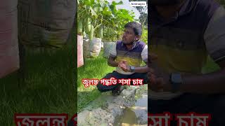 জুলন্ত পদ্ধতিতে শসা চাষ [upl. by Gadmann]