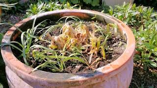 Agapanthus in Pots [upl. by Mahan]