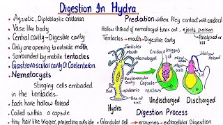 digestion in hydra  class 11 [upl. by Sabba]