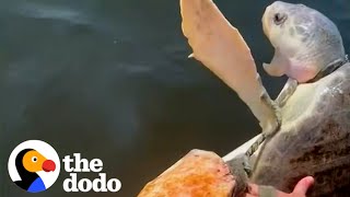 Family Works Together To Rescue Suffocating Turtle  The Dodo [upl. by Jerald]