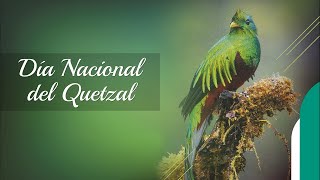 ¡Día del Quetzal Ave Nacional de Guatemala [upl. by Vala]