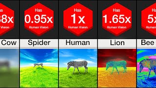 Comparison Animal Vision [upl. by Darrill]