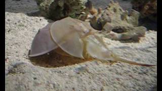 Molting horseshoe crab Limulus polyphemus [upl. by Nylesoy150]