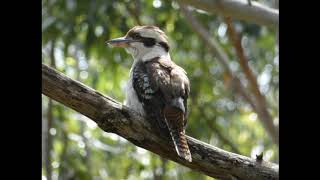 Kookaburras Laughing Dacelo novaeguineae The Laughing Kookaburra [upl. by Maren324]