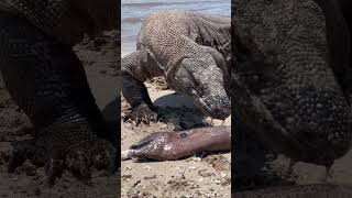 😱Stared intently at the moray eel [upl. by Darrow]