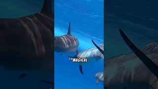 dolphin echolocation 33 [upl. by Origra]