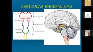 30072020  CONVERSANDO COM O 1o ANO MÃ‰DICO UERJ NA PANDEMIA NEUROANATOMIA  DIENCÃŠFALO [upl. by Heady]