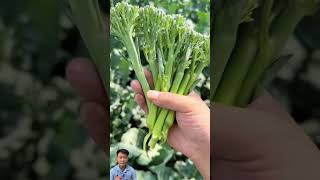 Broccoli harvest farming agriculture [upl. by Hercules]