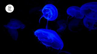 Jellyfish 4K Video for Spa w Meditation Music for Relaxing Sleeping Stress Relief amp Massage [upl. by Schwing]