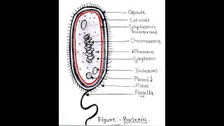 Structure of Prokaryotic cell  Microbiology with Sumi [upl. by Armyn]