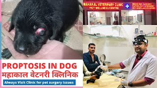 Proptosis in 1 month old puppy temporary Tarsorrhaphy surgical procedure for proptosis in dog [upl. by Hazaki]