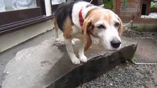 【犬動画無料】かわいいビーグル犬動画 vol2 【これっ★おっとりビーグル＾＾ 】Cute Beagle dog [upl. by Neelyar459]