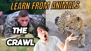 The amazing leopard crawl soldiers got schooled wildanimals wildlife animals army [upl. by Haeluj]