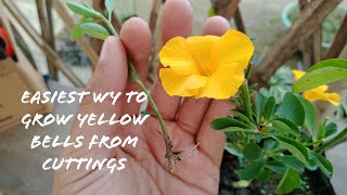 How To Grow Yellow BellsTecoma Plants From Cuttings [upl. by Inimod]