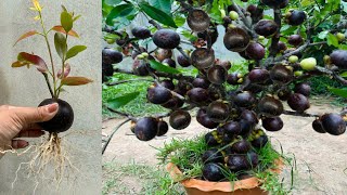 Great Technique for Grafting Mangosteen Fruit To Mangosteen Tree growing mangosteen tree [upl. by Llerryt]