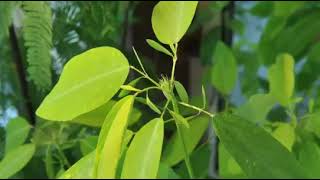 Autonomic variation movement in Desmodium gyrans Indian Telegram Plant leaves [upl. by Annabell]