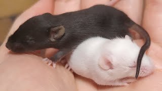 Baby mouse squeaking [upl. by Shum]